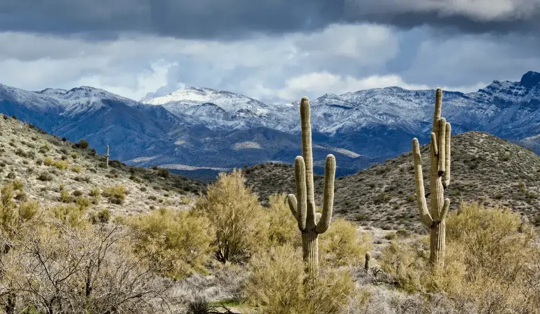 desert with two cactus and bushes