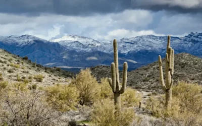 desert with two cactus and bushes